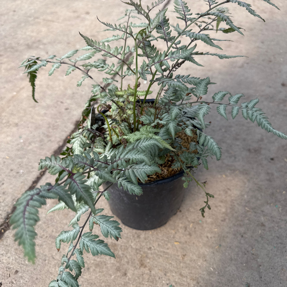 A Japanese Painted Fern, 'Athyrium niponicum 'Pictum',