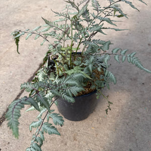 A Japanese Painted Fern, 'Athyrium niponicum 'Pictum',