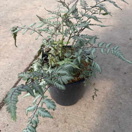 A Japanese Painted Fern, 'Athyrium niponicum 'Pictum',