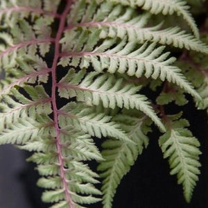 Japanese Painted Fern (Athyrium niponicum 'Pictum') planted in a residential landscape.