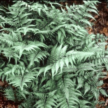 Detail view of Japanese Painted Fern (Athyrium niponicum 'Pictum') showing plant structure and foliage.