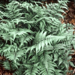 Detail view of Japanese Painted Fern (Athyrium niponicum 'Pictum') showing plant structure and foliage.