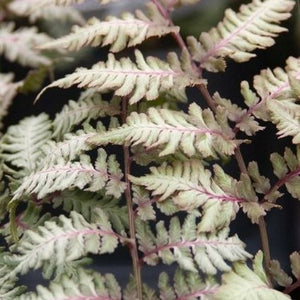 Perennial foliage of Japanese Painted Fern (Athyrium niponicum 'Pictum') in a garden setting.