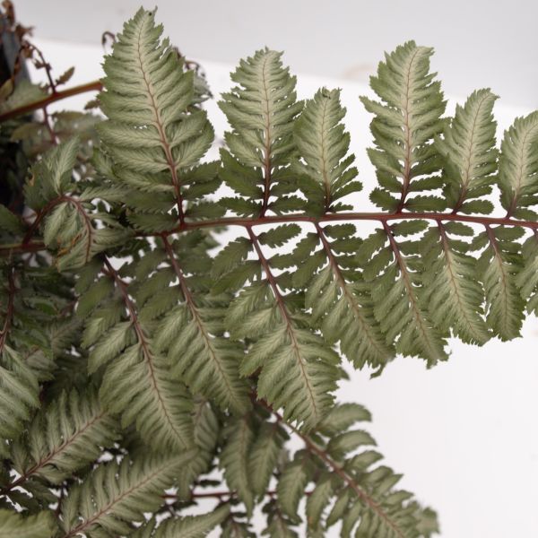 Japanese Painted Fern (Athyrium niponicum 'Pictum') growing in a garden landscape, showing mature perennial form.
