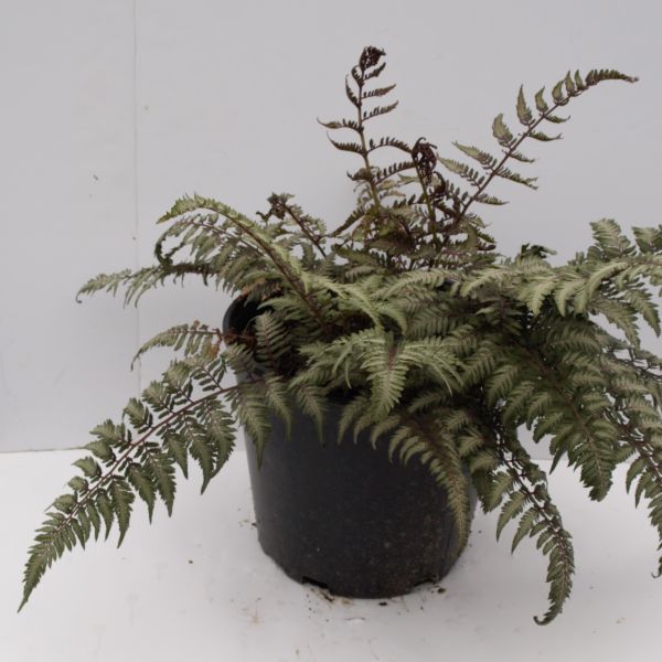 Japanese Painted Fern (Athyrium niponicum 'Pictum') perennial detail, image 6 of 6.