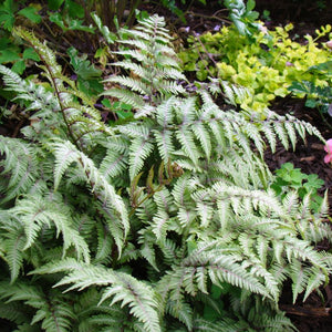 Japanese Painted Fern (Athyrium niponicum 'Pictum'), a perennial featuring perennial and arching, clumping form.