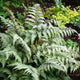 Plants Under $30