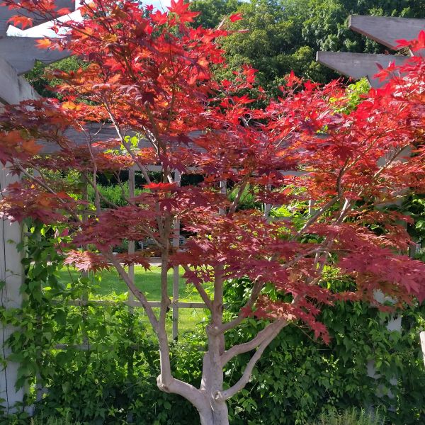 Japanese Red Maple Tree (Acer palmatum 'Atropurpureum'), a tree featuring red flowers and deciduous.