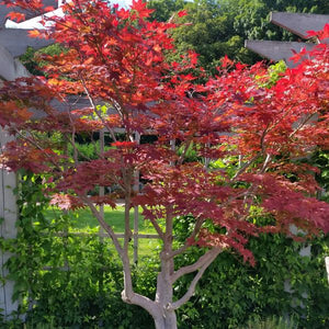 Japanese Red Maple Tree (Acer palmatum 'Atropurpureum'), a tree featuring red flowers and deciduous.