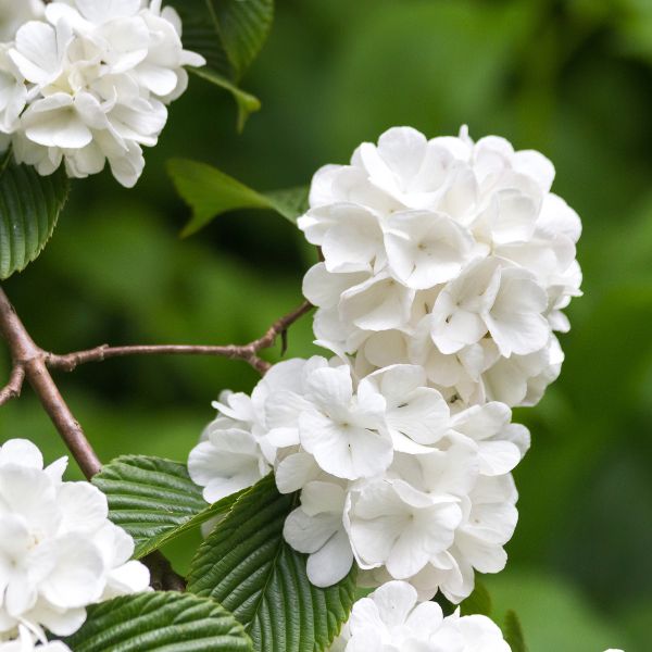 Japanese Snowball Viburnum - Nature Hills Nursery - #1 Container - 