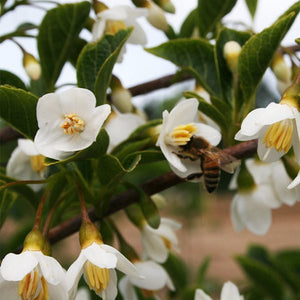 Japanese Snowbell - Nature Hills Nursery - #2 Container 4 - 5 Feet - 