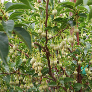 Japanese Snowbell (Styrax japonicus), a tree featuring white flowers and deciduous.