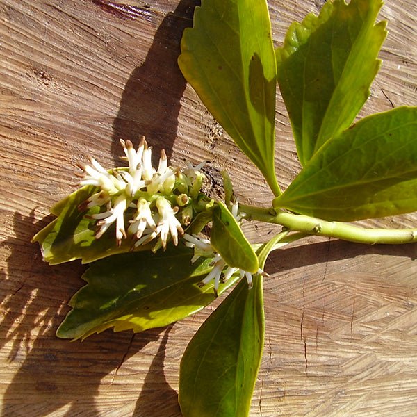 Close-up of white pachysandra flowers on Japanese Spurge blooming in early spring.