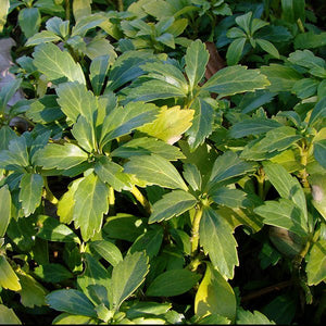 Japanese Spurge (Pachysandra terminalis), a perennial featuring white flowers and broad-leaved evergreen.