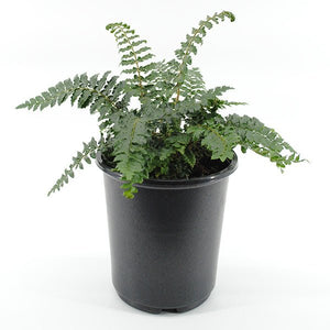 Japanese Tassel Fern - Nature Hills Nursery - #1 Container 2 Pack - 