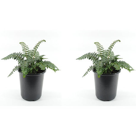 Japanese Tassel Fern - Nature Hills Nursery - #1 Container 2 Pack - 