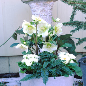 Japanese Tassel Fern - Nature Hills Nursery - #1 Container 2 Pack - 