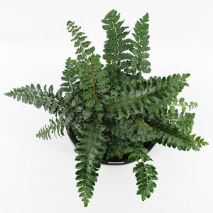 Japanese Tassel Fern - Nature Hills Nursery - #1 Container 2 Pack - 