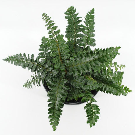 Japanese Tassel Fern - Nature Hills Nursery - #1 Container 2 Pack - 