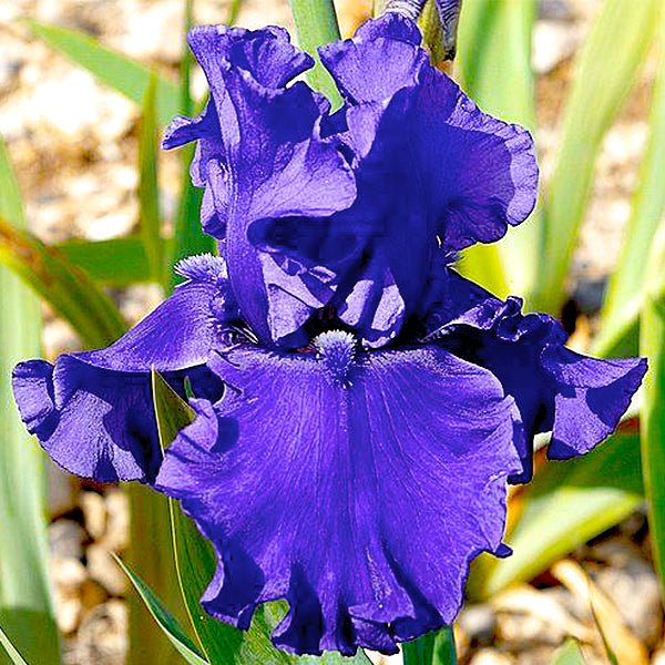 Java Blue Tall Bearded Iris - Nature Hills Nursery - Bare Root Iris - 