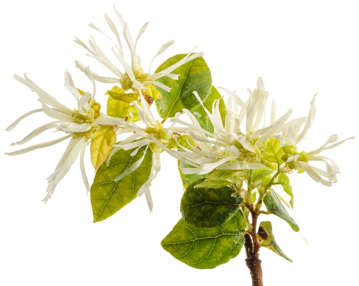 Jazz Hands White Chinese fringe flower branch covered in white strap petal blooms above glossy green leaves