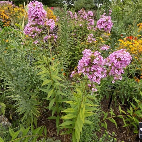 Jeana Tall Garden Phlox - Nature Hills Nursery - Premium #1 Container - 
