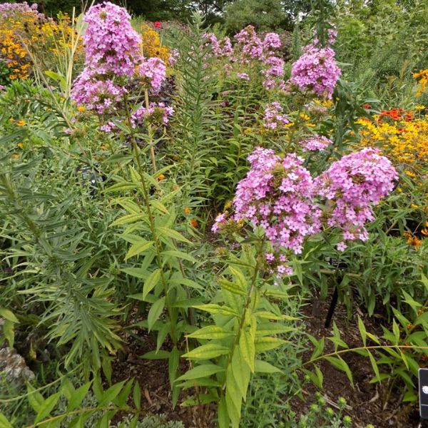 Jeana Tall Garden Phlox Blooms