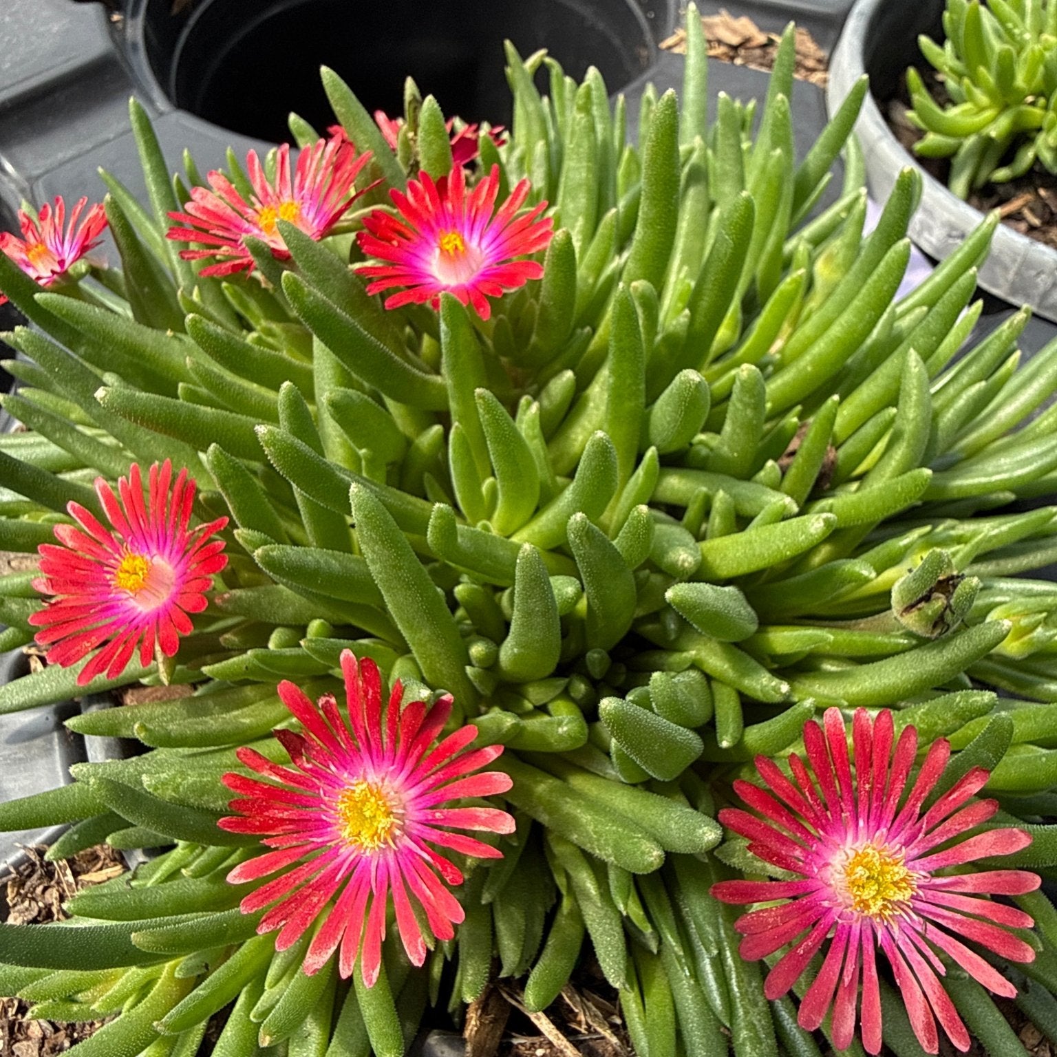 desert daisy succulent Jewel Of Desert Garnet Ice Plant