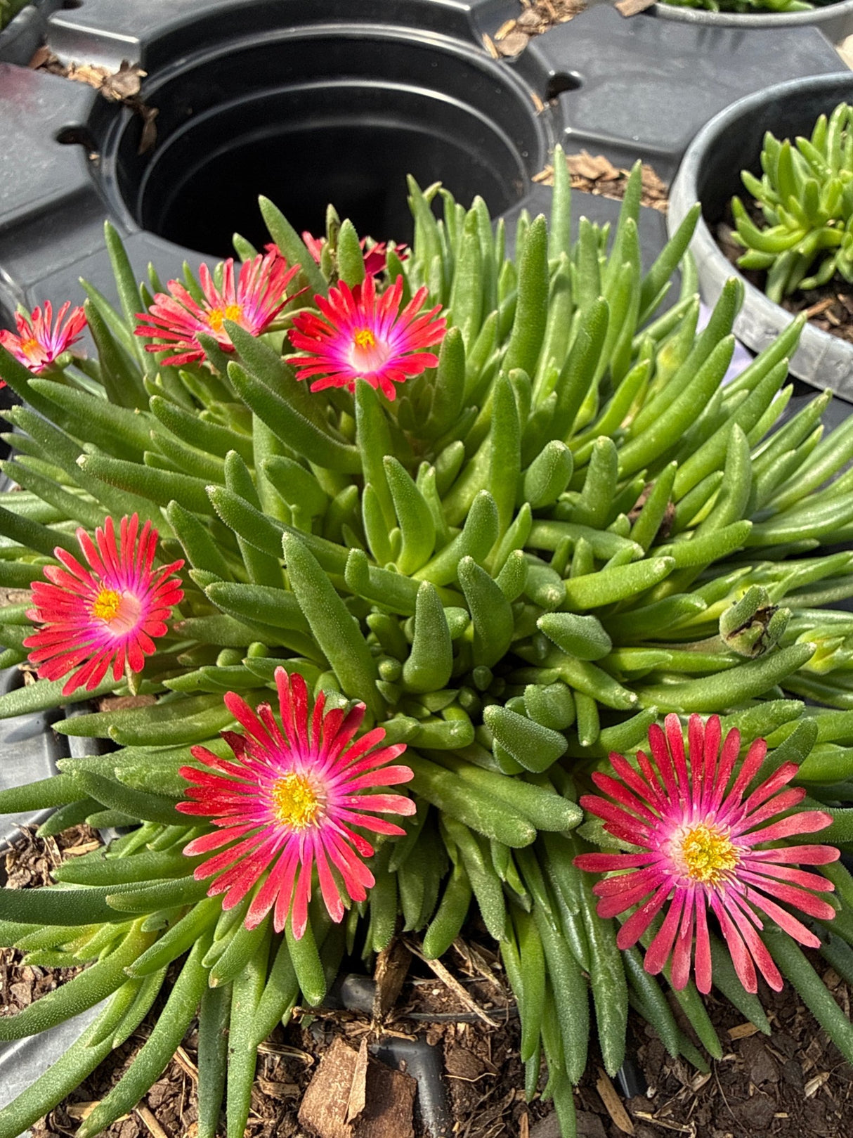 Jewel Of Desert Garnet Ice Plant blooming with vivid red and pink daisy-like flowers over dense succulent foliage in a nursery pot.