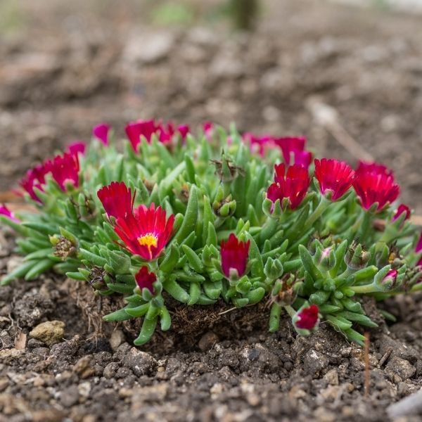 Jewel Of Desert&reg; Garnet Ice Plant - Nature Hills Nursery - #1 Container - 