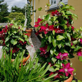 Jie™ Clematis - Nature Hills Nursery - #1 Container - 