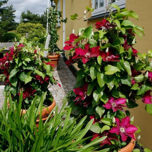 Close-up of red clematis flowers on Jie™ Clematis.
