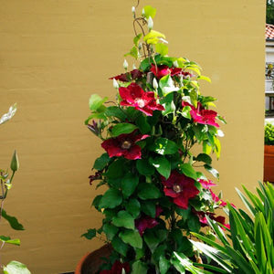 Jie™ Clematis (Clematis 'Evipo084'), a perennial featuring red flowers and perennial.