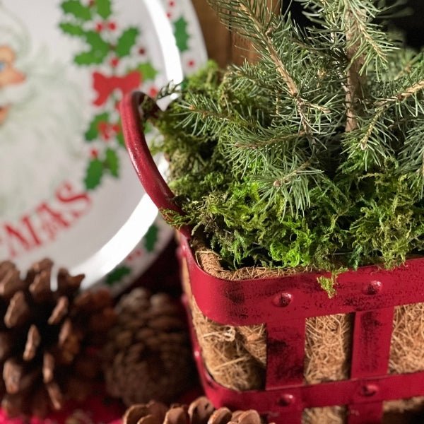 Jingle All the Way! Norway Spruce - Nature Hills Nursery - #1 Container - 