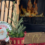 Jingle All the Way! Norway Spruce - Nature Hills Nursery - #1 Container - 