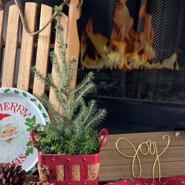 Jingle All the Way! Norway Spruce - Nature Hills Nursery - #1 Container - 