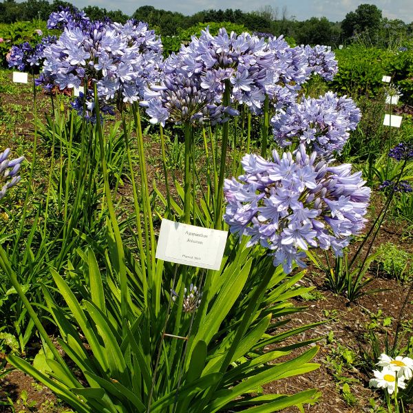 Johanna Agapanthus (Lily of the Nile)