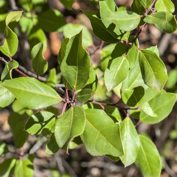 John Edwards Italian Buckthorn - Nature Hills Nursery - #1 Container - 
