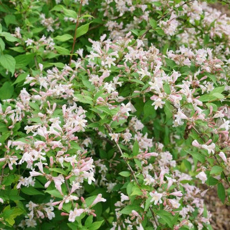 Close-up of pink kolkwitzia flowers on Jolene Jolene® Beautybush blooming in late spring to early summer.