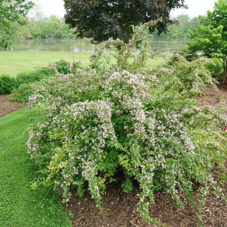 Jolene Jolene® Beautybush (Kolkwitzia amabilis 'SMNKADTF'), a shrub featuring pink flowers and deciduous.