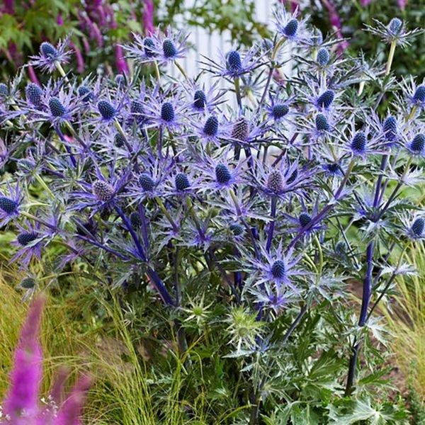 Jos Eijking Sea Holly - Nature Hills Nursery - 3 Pack Bareroot - 