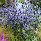 Jos Eijking Sea Holly - Nature Hills Nursery - 3 Pack Bareroot - 