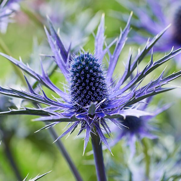 Jos Eijking Sea Holly - Nature Hills Nursery - 3 Pack Bareroot - 