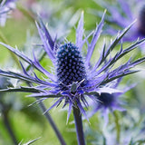 Jos Eijking Sea Holly - Nature Hills Nursery - 3 Pack Bareroot - 