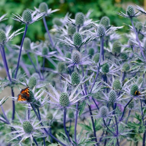 Jos Eijking Sea Holly - Nature Hills Nursery - 3 Pack Bareroot - 