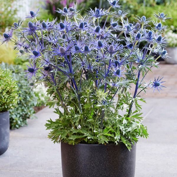 Jos Eijking Sea Holly - Nature Hills Nursery - 3 Pack Bareroot - 