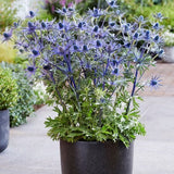 Jos Eijking Sea Holly - Nature Hills Nursery - 3 Pack Bareroot - 