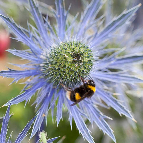 Jos Eijking Sea Holly