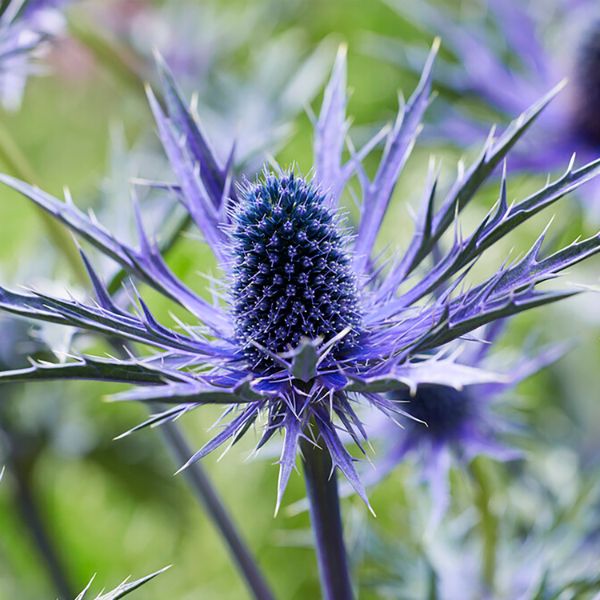 Jos Eijking Sea Holly