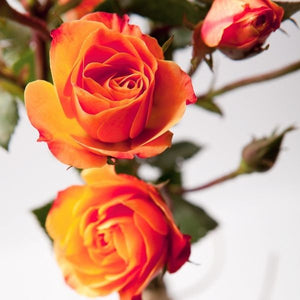 Joseph's Coat Climbing Rose